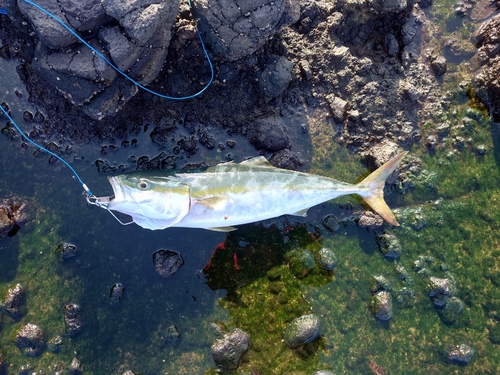 ハマチの釣果