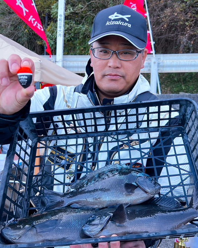 メジナの釣果