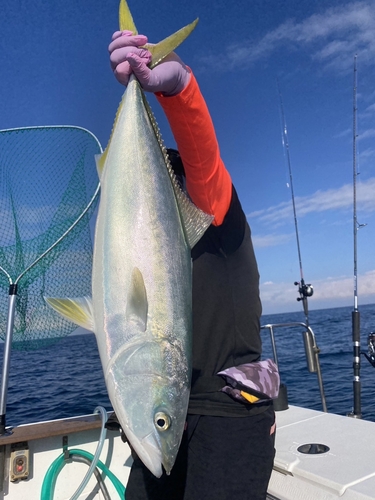 ヤズの釣果