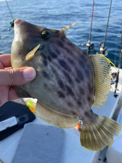 カワハギの釣果