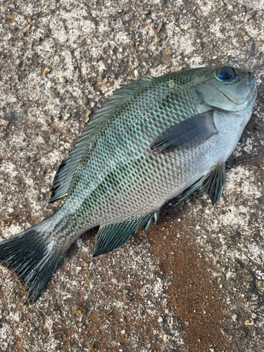 メジナの釣果