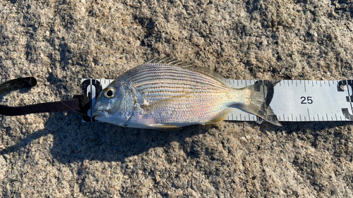 ヘダイの釣果