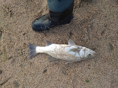 ヒラスズキの釣果