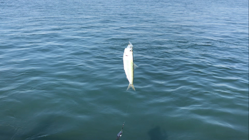 サッパの釣果