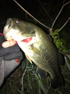 ラージマウスバスの釣果