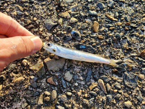 カタクチイワシの釣果