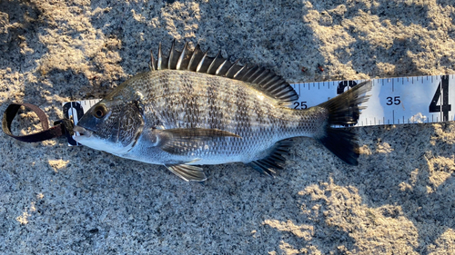 チヌの釣果