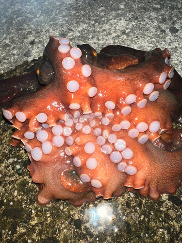 マダコの釣果