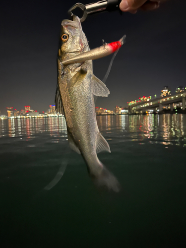 スズキの釣果