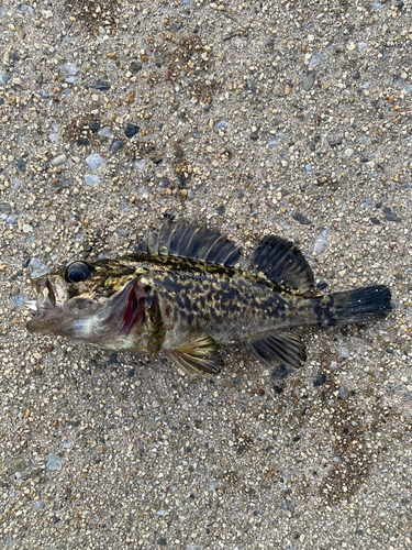 タケノコメバルの釣果