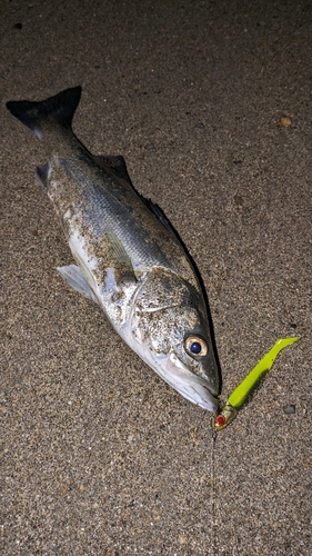 セイゴ（マルスズキ）の釣果