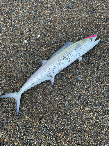 サゴシの釣果