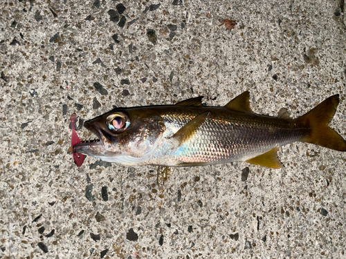 ムツの釣果