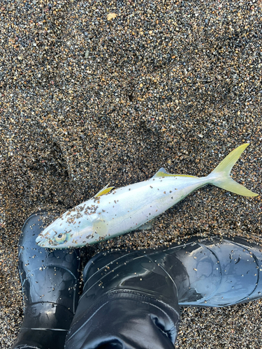 イナダの釣果