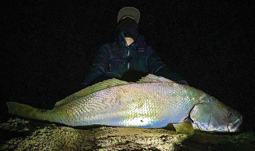 オオニベの釣果