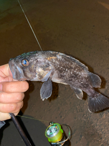 クロソイの釣果