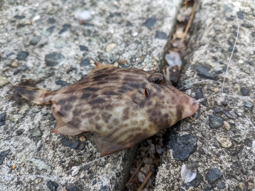 カワハギの釣果