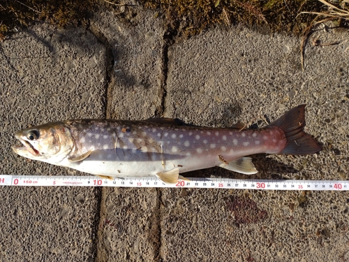 アメマスの釣果