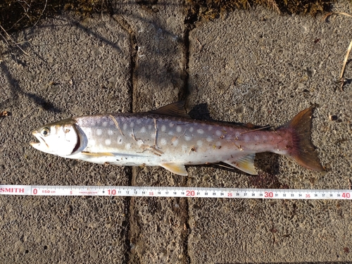 アメマスの釣果