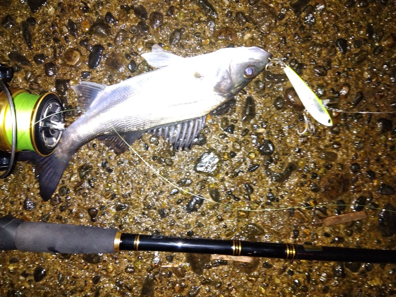 セイゴ（マルスズキ）