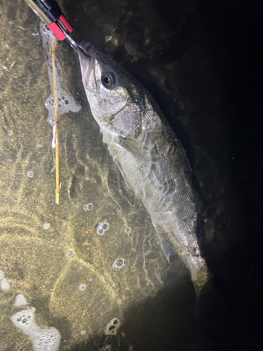 スズキの釣果