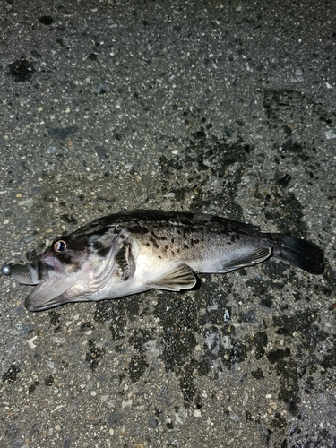 クロソイの釣果