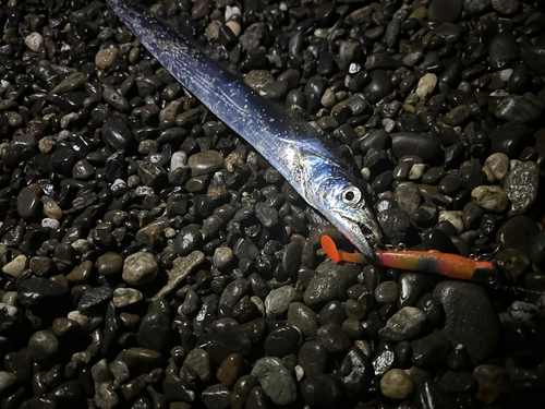 タチウオの釣果