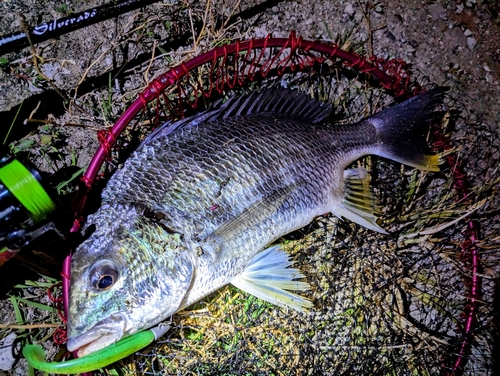 キチヌの釣果