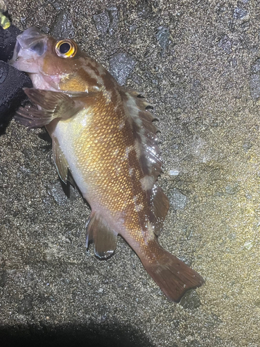 エゾメバルの釣果