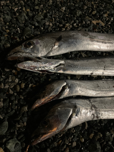 タチウオの釣果