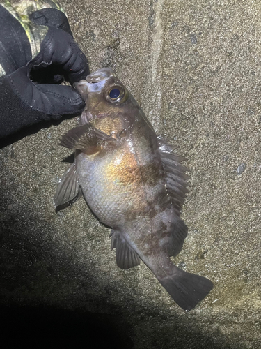 シロメバルの釣果