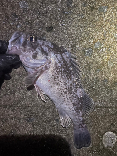 クロソイの釣果