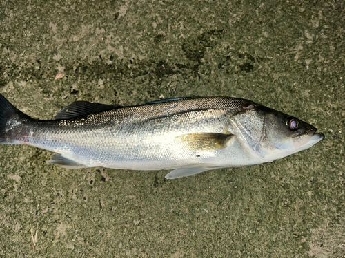 スズキの釣果