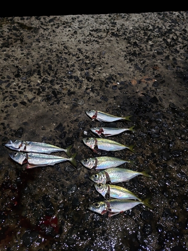 アジの釣果