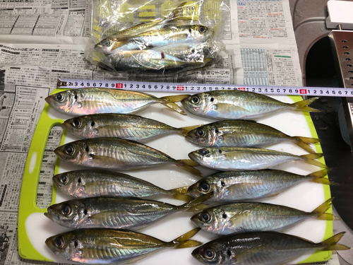 アジの釣果