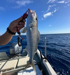 アオチビキの釣果