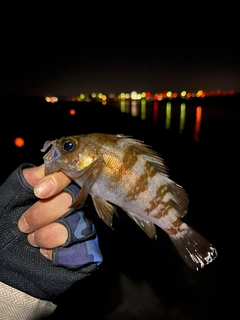 クロメバルの釣果