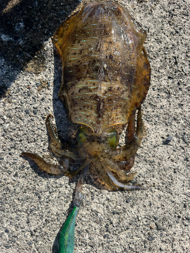 アオリイカの釣果