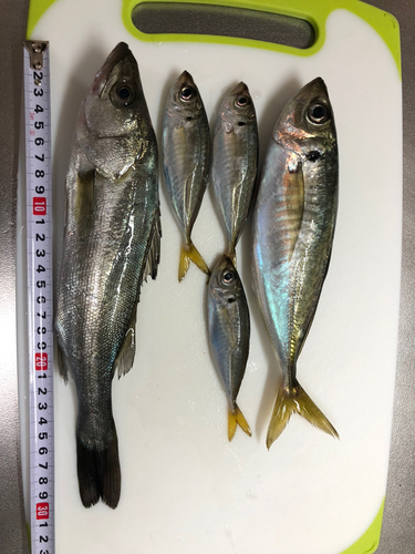 アジの釣果