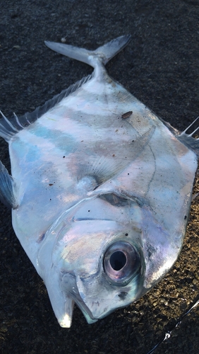 イトヒキアジの釣果