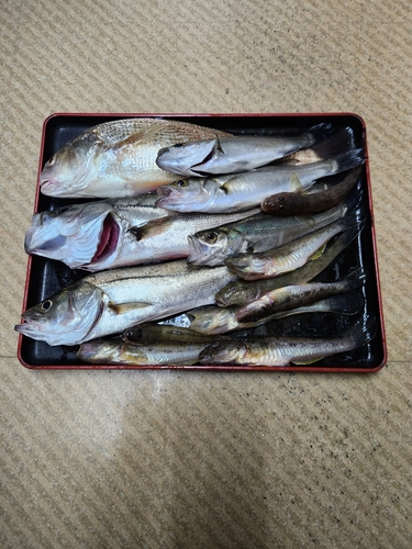 イシモチの釣果