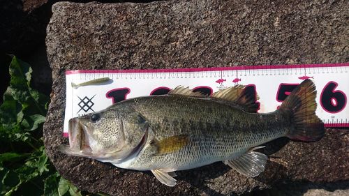 ブラックバスの釣果