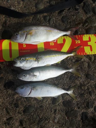 ツバスの釣果