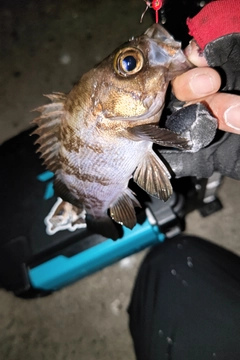 シロメバルの釣果