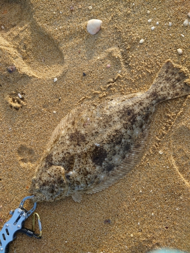 ヒラメの釣果