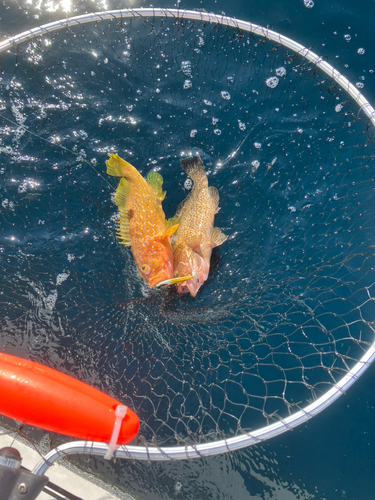 アコウの釣果