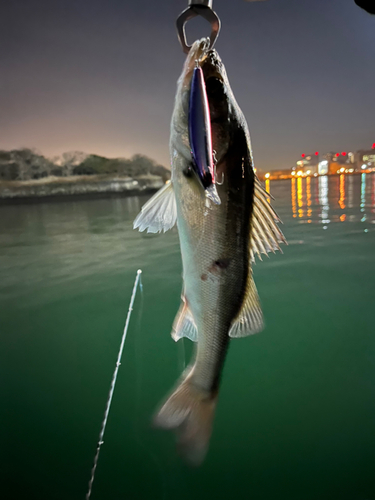 スズキの釣果