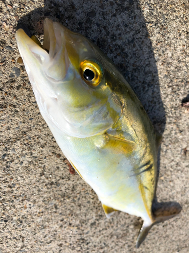 カンパチの釣果