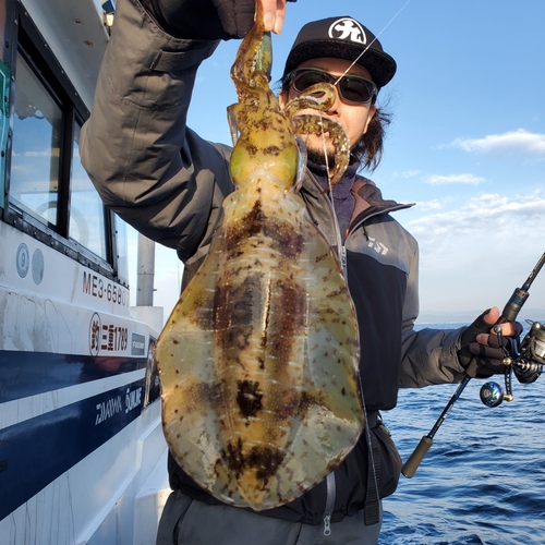 アオリイカの釣果