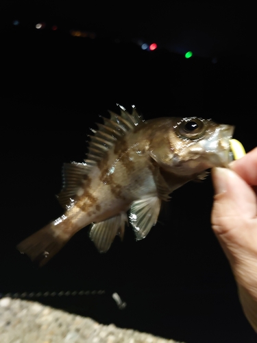 メバルの釣果